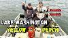 Yellow Perch Fishing At Lake Washington Non Stop Action